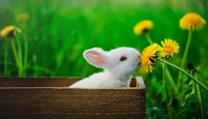 Kaiyun(中国)开云-菲律賓男篮在亚洲预赛中表现抢眼，盼望奥运入场券