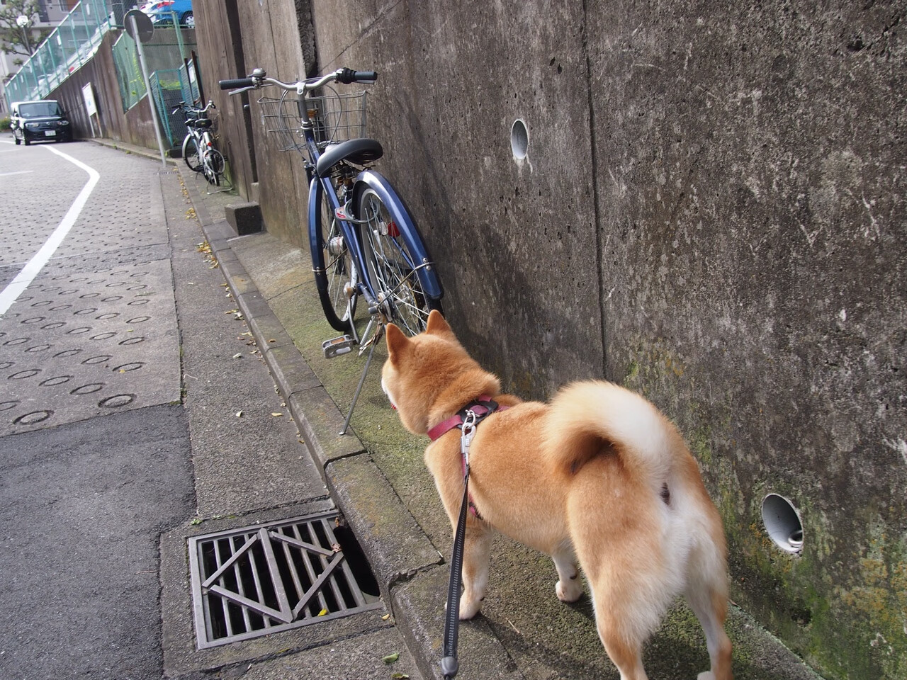 开云官网APP下载-西甲绝杀瞬间：舞动球场的极致美学！，舞动足球