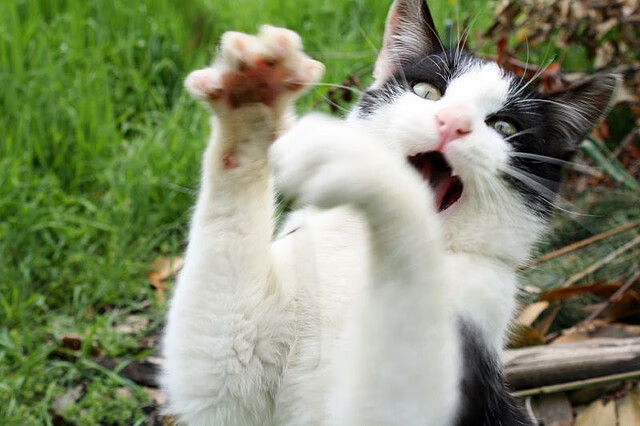 开云·体育官网-骑士新秀表现稳定主教练称其有望打进轮换，骑士历年新秀